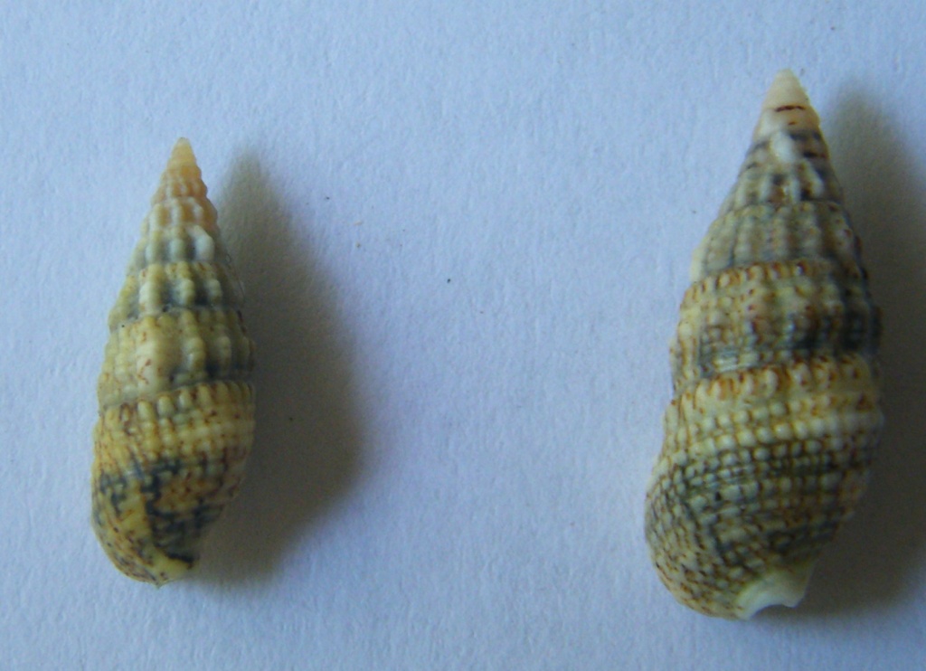 Conferma Cerithium lividulum